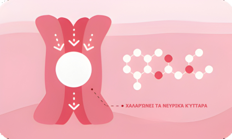 Διάγραμμα χαλάρωσης αγγείων — μηχανισμός Epimedium